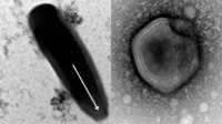 سر برآوردن «ویروس زامبی» از دل خاک منجمد سیبری پس از ۴۸ هزار سال